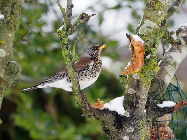 Fieldfare, Turdus Pilaris, Karda tek bir kuş, Warwickshire, Ocak 2021