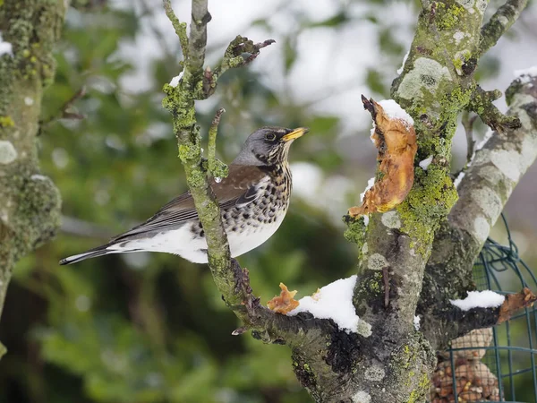 Fieldfare Turdus Pilaris Oiseau Unique Sur Branche Dans Neige Warwickshire — Photo