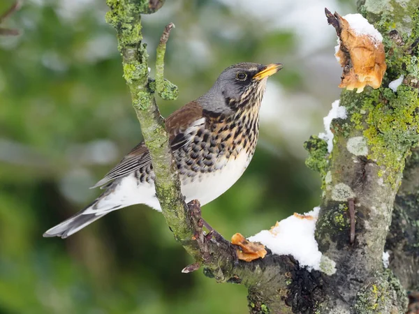 Fieldfare Turdus Pilaris Uccello Singolo Ramo Nella Neve Warwickshire Gennaio — Foto Stock