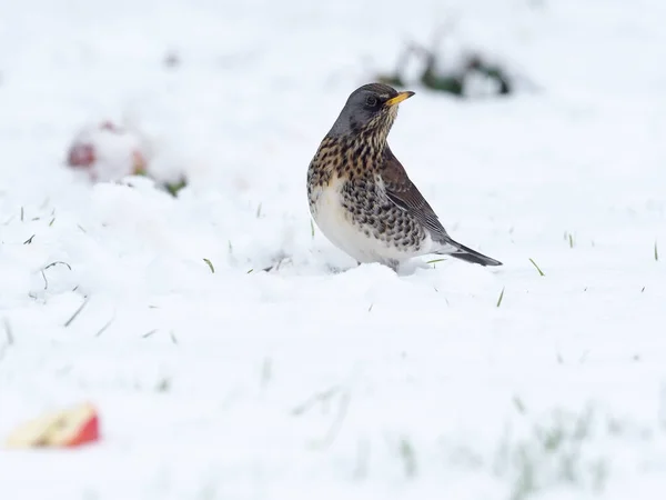 Fieldfare Turdus Pilaris Ave Soltera Nieve Warwickshire Enero 2021 —  Fotos de Stock