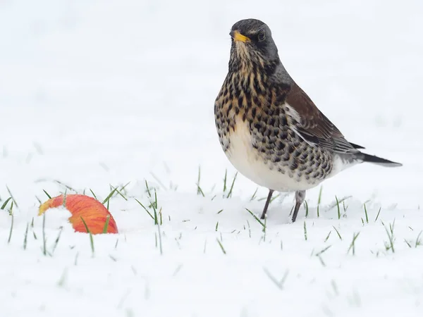 Fieldfare Turdus Pilaris Enkele Vogel Sneeuw Warwickshire Januari 2021 — Stockfoto