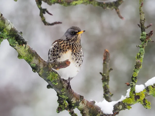 Fieldfare Turdus Pilaris Single Bird Branch Snow Warwickshire January 2021 — Stock Photo, Image