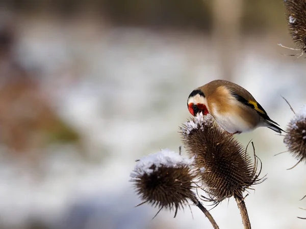 Goldfinch Carduelis Carduelis Single Bird Teasle Warwickshire January 2021 — 图库照片