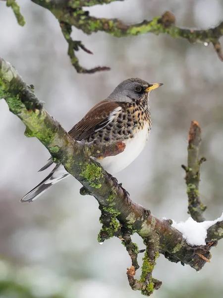 Fieldfare Turdus Pilaris Ένα Πουλί Στο Κλαδί Στο Χιόνι Warwickshire — Φωτογραφία Αρχείου