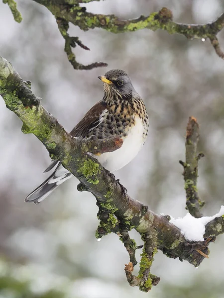 Fieldfare Turdus Pilaris Uccello Singolo Ramo Nella Neve Warwickshire Gennaio — Foto Stock