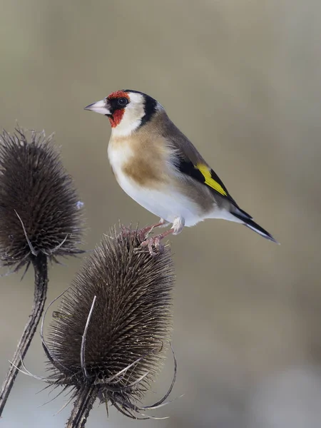 Stieglitz Carduelis Carduelis Einzelvogel Auf Teasle Warwickshire Januar 2021 — Stockfoto