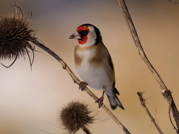 Goldfinch Carduelis Carduelis Ave Solteira Teasle Warwickshire Janeiro 2021 — Fotografia de Stock