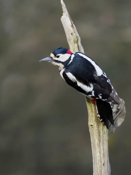 Great Spotted Woodpecker Dendrocopos Major Single Male Branch Warwickshire Januari — Stockfoto