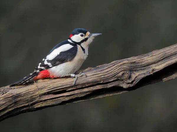 Pica Pau Pintado Dendrocopos Major Macho Solteiro Filial Warwickshire Janeiro — Fotografia de Stock