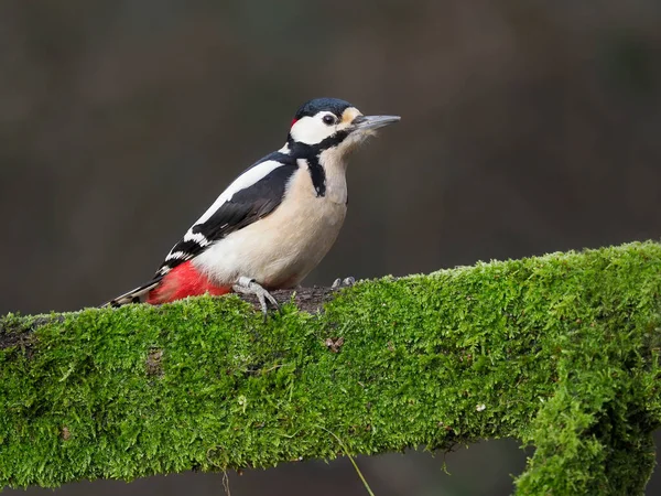 Pájaro Carpintero Grandes Manchas Dendrocopos Major Macho Soltero Rama Warwickshire —  Fotos de Stock