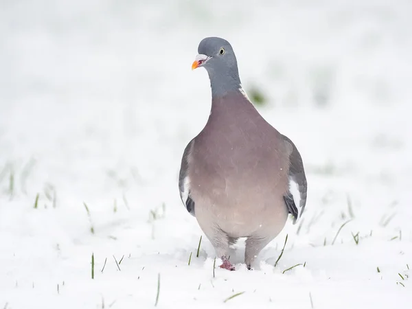 Houtduif Columba Palumbus Enkele Vogel Sneeuw Warwickshire Januari 2021 — Stockfoto