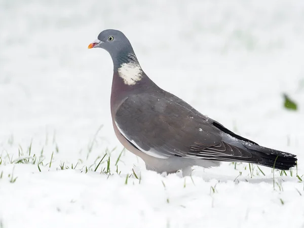 Gołąb Leśny Columba Palumbus Samotny Ptak Śniegu Warwickshire Styczeń 2021 — Zdjęcie stockowe