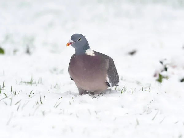 Holub Lesní Columba Palumbus Jeden Pták Sněhu Warwickshire Leden 2021 — Stock fotografie