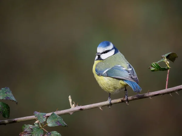 Blue Tit Cyanistes Caeruleus Single Bird Branch Warwickshire February 2021 — ストック写真