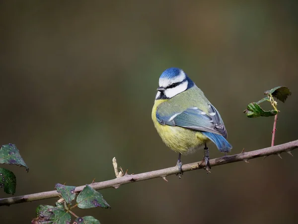 Blue Tit Cyanistes Caeruleus Single Bird Branch Warwickshire February 2021 — Stok fotoğraf