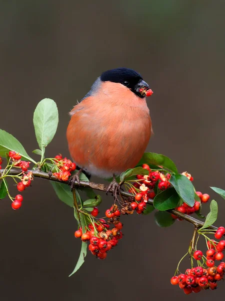 Ευρασιατική Bullfinch Pyrrhula Pyrrhula Άγαμος Άνδρας Μούρα Warwickshire Φεβρουάριος 2021 — Φωτογραφία Αρχείου