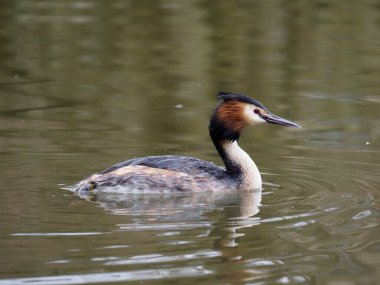 Wren, Troglodit 'ler troglodit' ler tek bir kuş yerde