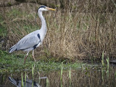 Wren, Troglodit 'ler troglodit' ler tek bir kuş yerde