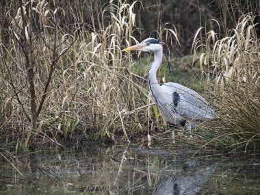 Wren, Troglodit 'ler troglodit' ler tek bir kuş yerde