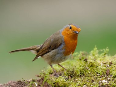 Wren, Troglodit 'ler troglodit' ler tek bir kuş yerde