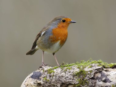 Wren, Troglodit 'ler troglodit' ler tek bir kuş yerde