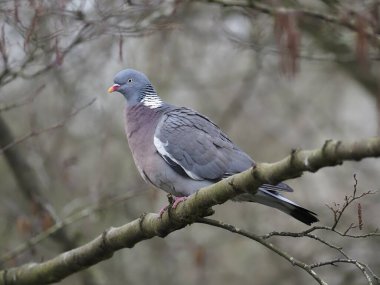 Wren, Troglodit 'ler troglodit' ler tek bir kuş yerde