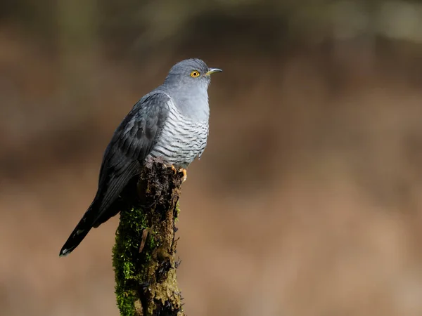 Wren Troglodit Ler Troglodit Ler Tek Bir Kuş Yerde — Stok fotoğraf