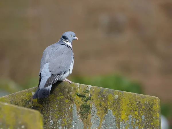 Zaunkönig Troglodytes Troglodytes Einzelner Vogel Boden — Stockfoto