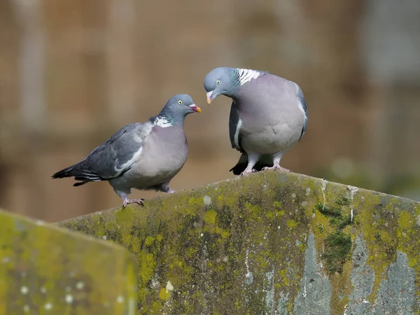 Troglodytes Troglodytes Troglodytes Seul Oiseau Sol — Photo