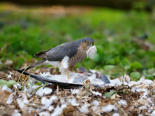 Eurasian Sparrowhawk Accipiter Nisus Singel Hane Död Träduva Norfolk April — Stockfoto