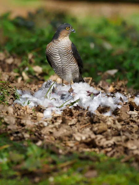 Épervier Eurasie Accipiter Nisus Mâle Célibataire Sur Pigeon Des Bois — Photo