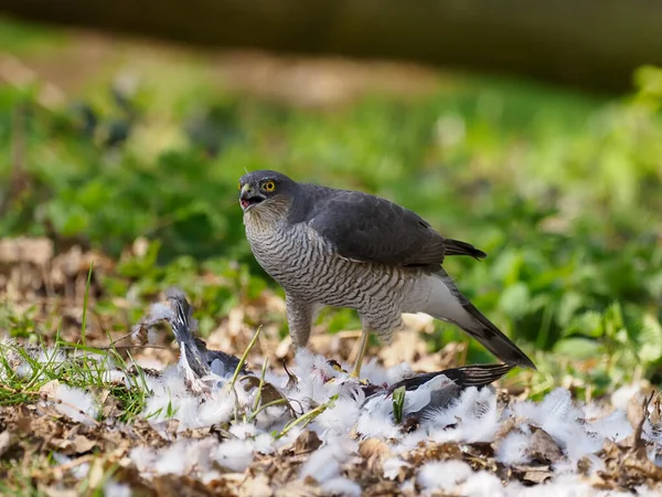 Sperber Accipiter Nisus Einzelnes Weibchen Auf Toter Waldtaube Norfolk April — Stockfoto