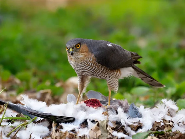 Eurasian Sparrowhawk Accipiter Nisus Samec Mrtvém Holubovi Norfolk Duben 2021 — Stock fotografie