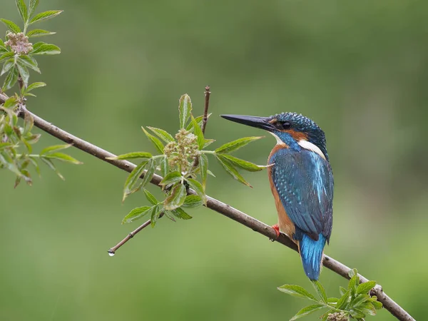Kingfisher Alcedo Atthis Mâle Célibataire Sur Branche Warwickshire Mai 2021 — Photo