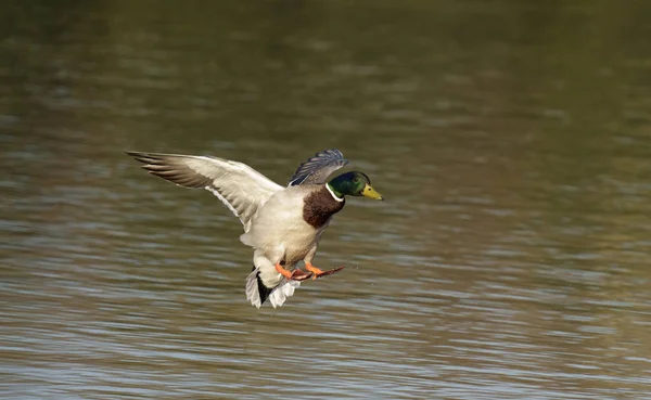 Mallard Anas Platyrhynchos Samec Přistávající Letu Warwickshire Duben 2021 — Stock fotografie