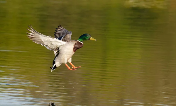 Mallard Anas Platyrhynchos Enkele Mannelijke Landing Vlucht Warwickshire April 2021 — Stockfoto