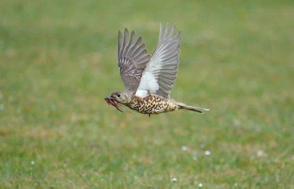 Tordo Niebla Turdus Viscivorus Vuelo Warwickshire Abril 2021 —  Fotos de Stock