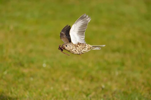 Grive Des Sifflets Turdus Viscivorus Vol Warwickshire Avril 2021 — Photo