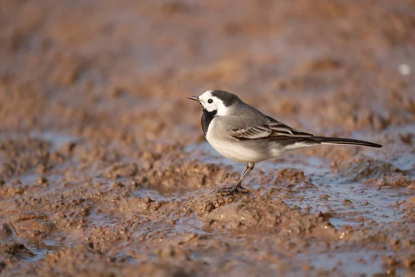 Motacilla Alba Ave Pecadora Tierra Warwickshire Abril 2021 —  Fotos de Stock