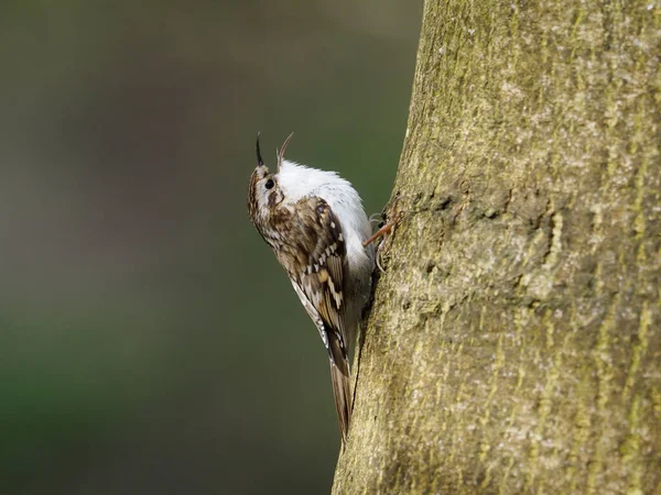 Eurasian Treecreeper Certhia Familiaris Single Bird Singing Tree Warwickshire Abril — Fotografia de Stock