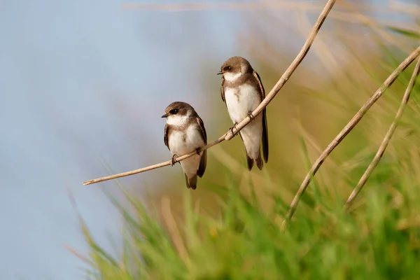 Zandmartin Riparia Riparia Twee Vogels Tak Worcestershire Mei 2021 — Stockfoto