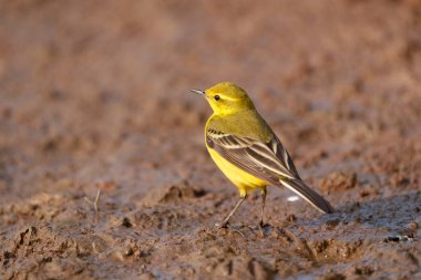 Sarı kuyruk, Motacilla flava, yerde tek kuş, Warwickshire, Nisan 2021