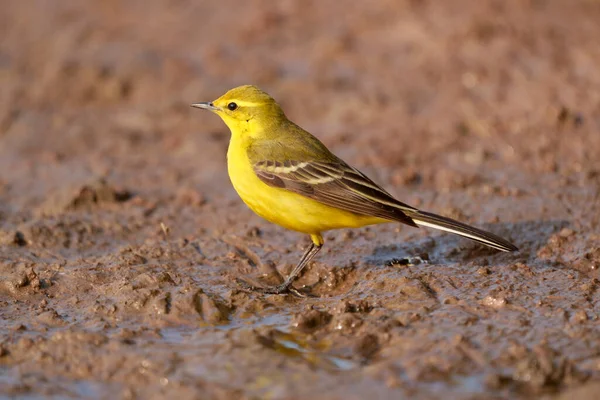 Желтый Хвост Motacilla Flava Одинокая Птица Полу Уорикшир Апрель 2021 — стоковое фото