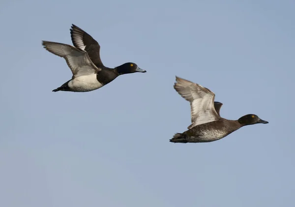 Tufted Duck Aythya Fuligula Männchen Und Weibchen Auf Der Flucht — Stockfoto