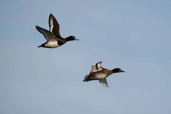 Tufted Duck Aythya Fuligula Maschio Femmina Volo Warwickshire Aprile 2021 — Foto Stock