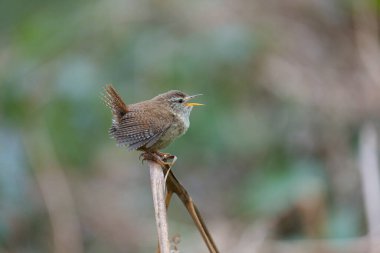 Wren, Troglodit trogloditleri, dalda öten tek kuş, Warwickshire, Mayıs 2021 