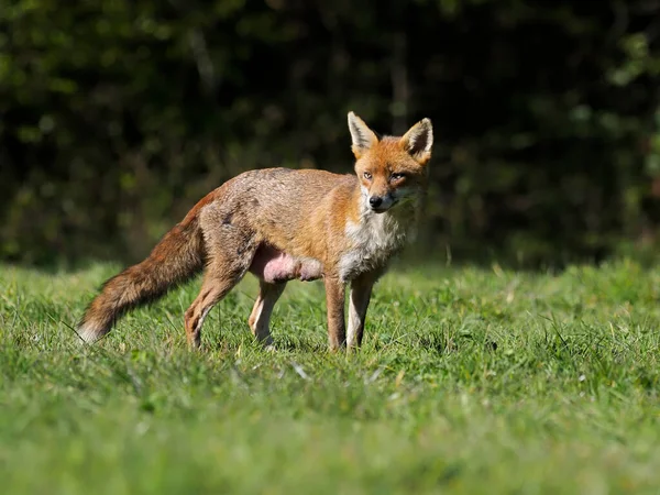 Red Fox Vulpes Vulpes Single Mammal Grass Essex April 2021 — Stock Photo, Image