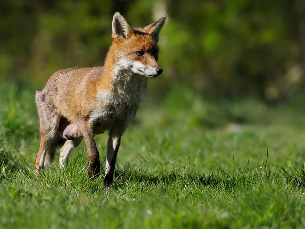 Rode Vos Vulpes Vulpes Alleenstaand Zoogdier Gras Essex April 2021 — Stockfoto