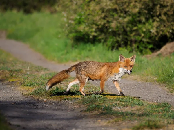 Red Fox Vulpes Vulpes Single Mammal Grass Essex April 2021 — Stock Photo, Image
