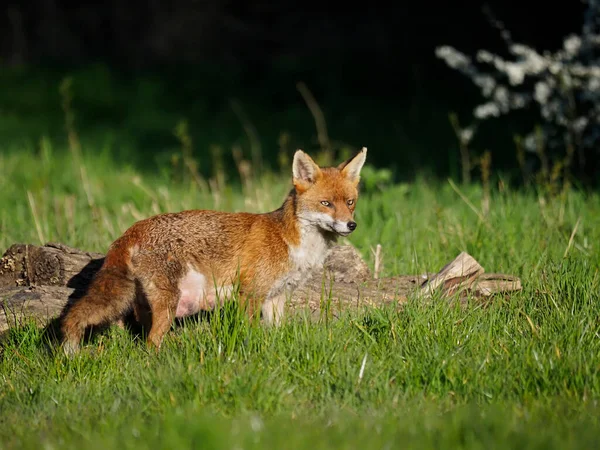 Rotfuchs Vulpes Vulpes Einzelsäugetier Auf Gras Essex April 2021 — Stockfoto